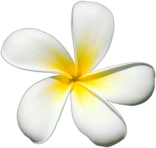 Plumeria Flower Png Picture