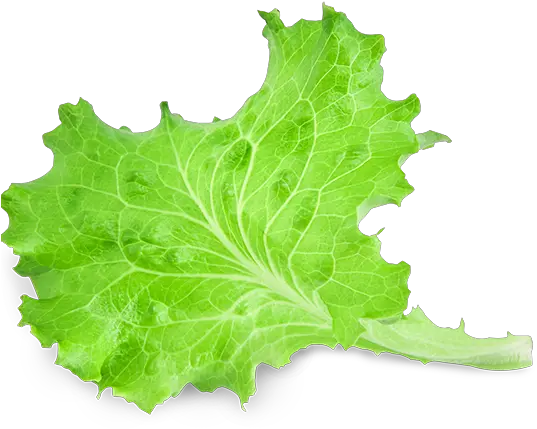 Lettuce Leaf Png 2 Image Piece Of Lettuce Transparent Leaf Transparent Background
