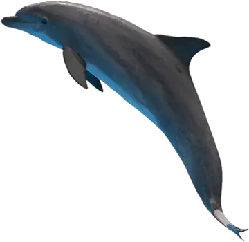 Png Dolphin 3 Image Dolphin With Invisible Background Dolphin Transparent Background