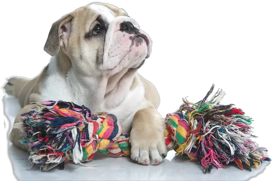 Dog Toy Transparent Png Image Brinquedos Para Bulldog Ingles Dog Toy Png