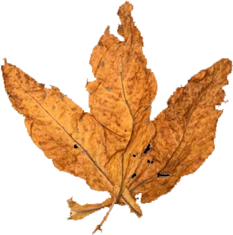 Leaf Used Plant Pathology Png Tobacco Leaf Png