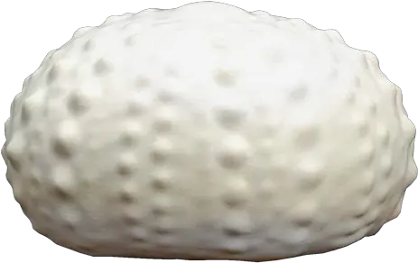 Sea Urchin Eco Friendly Urn For Golf Png Sea Urchin Png
