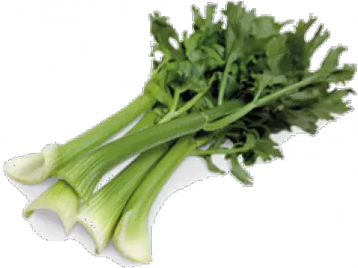 Download Celery Png Image With No Chicory Celery Png