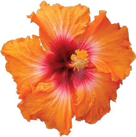 Hibiscus Png Hd Hibiscus Flower Png Hawaiian Flower Png