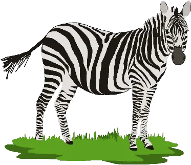 Zebra Clipart Png Zebra Png Clip Art Zebra Transparent Background