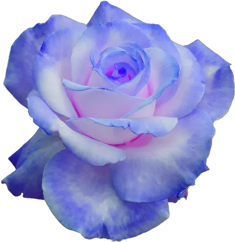 Purple Blue Rose Transparent Png Image Transparent Background Blue Rose Transparent Rose Transparent Png