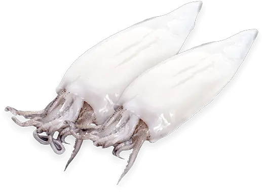 Clean Patagonian Squid U2013 Calamari Trading Squid Png Squid Png