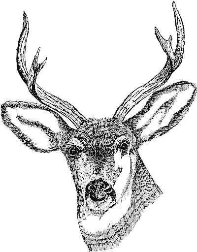 Download Deer Head Png Clipart Totem Pole Deer Drawing Deer Head Png