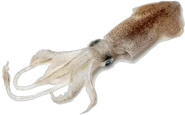 Squid Transparent Png Do Squid Look Like Squid Png