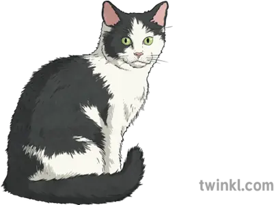 Black And White Cat Illustration Twinkl Cat Illustration Png White Cat Png