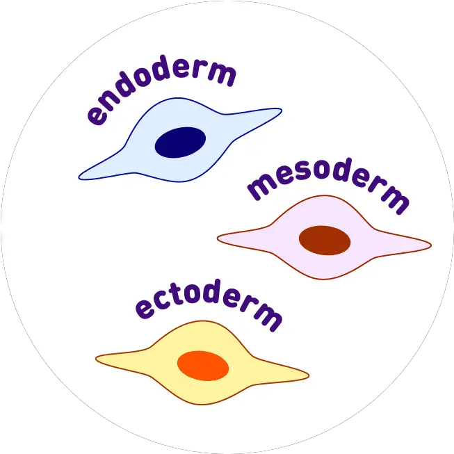 Differentiate The Stem Cell Card Game Amnh Dot Png Inside Game Icon