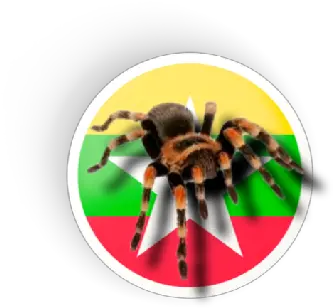 Tarantulamm Apk 10 Download Apk Latest Version Png Spider Solitaire Icon