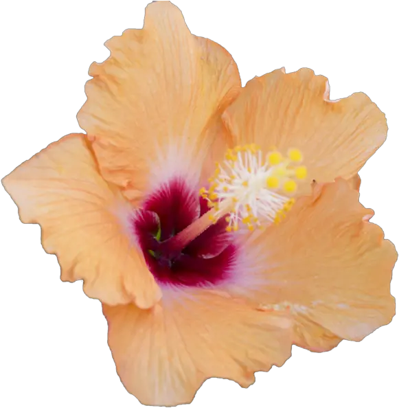 Hibiscus Flowers Transparent Png Hibiscus Flower Overlay Hawaiian Flowers Png