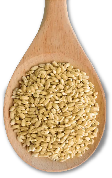 Pearl Barley Makes An Excellent Dinkel Wheat Png Grain Texture Png