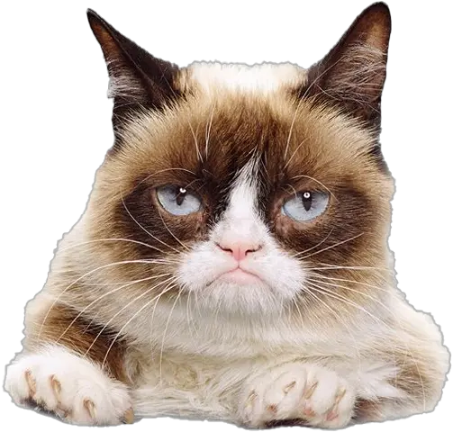 Grumpy Cat Face Png File Mart Grumpy Cat Face Png Cat Whiskers Png