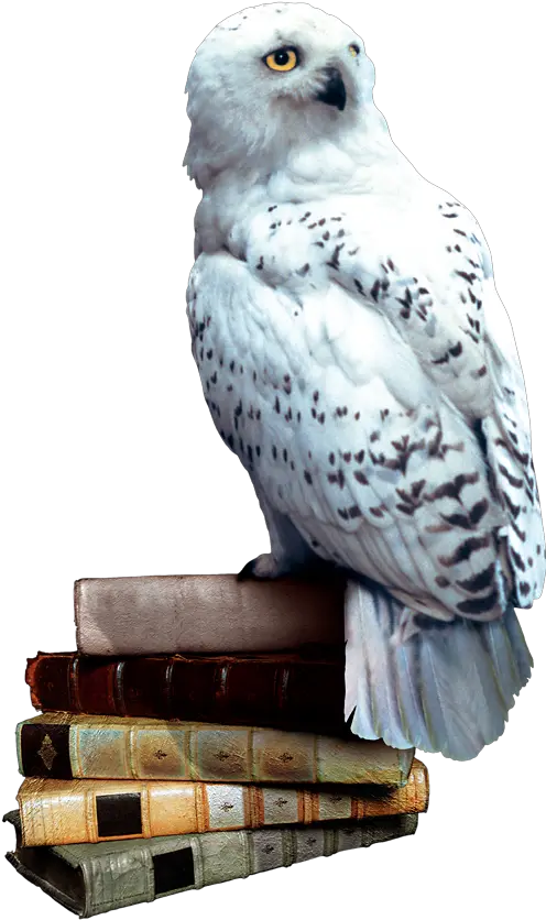 Atozchallenge Aprila2z Harrypotter U2013 O Is For Owls And Harry Potter Owl Png Harry Potter Transparent Background