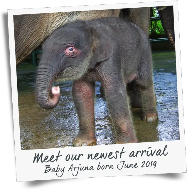 Bathe U0026 Breakfast With Elephants Mason Adventures Baby Elephant Bali Png Elephant Transparent