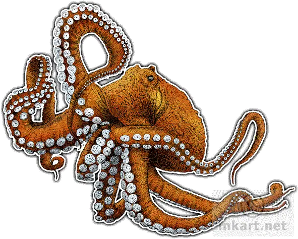 Drawn Octopus Transparent Background Png