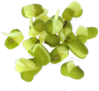 Mung Bean Sprouts Are Full Of Natural Mung Bean Sprouts Transparent Png Sprout Png