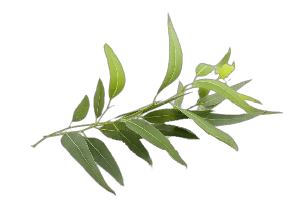 Eucalyptus Leaves Transparent Png Eucalyptus Clipart Eucalyptus Leaves Png