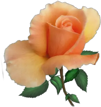 Index Of Userstbalzeflowerrosespng Portable Network Graphics Real Rose Png