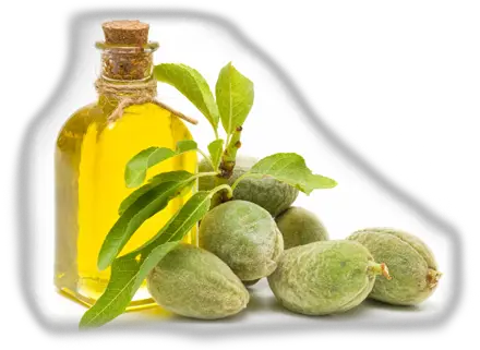 High Resolution Almond Clipart Png Sweet Almond Oil Health Benefits Almond Transparent