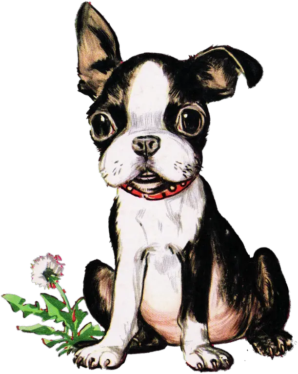 Vintage Boston Terrier Puppy Boston Terrier Easy Drawing Png Boston Terrier Png