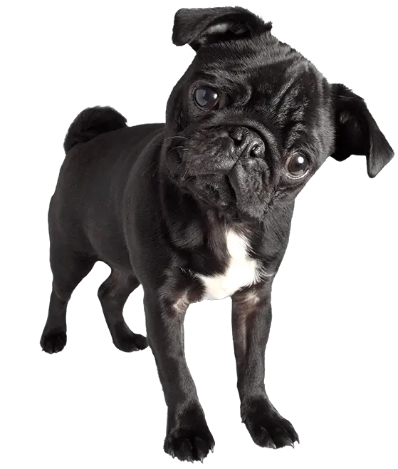 Download Hd Pug Black Pug Images Png Transparent Png Image Dog Black Pug Png Pug Png