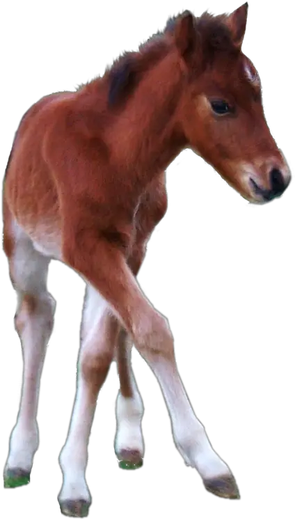 Hackney Pony Horse Stallion Transparent Foal Png Mustang Horse Png