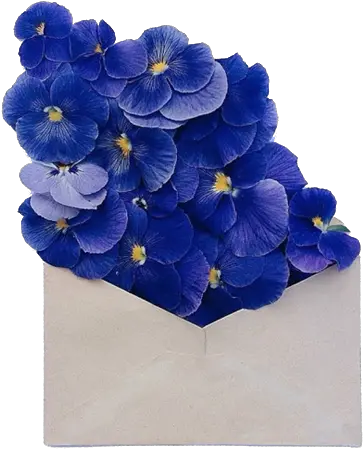 Png Transparent Discovered By Frida Flores Dark Blue And White Aesthetic Flowers Transparent Png