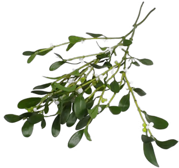 Real Mistletoe Png All Real Mistletoe Png Mistle Toe Png