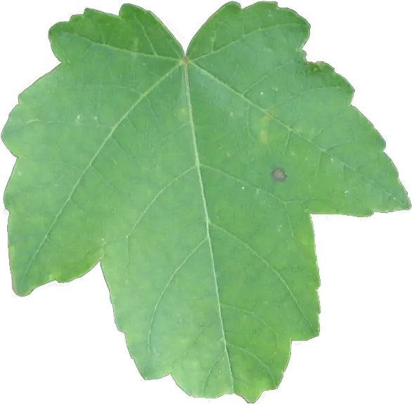 Ivy Texture Png Plant Pathology Ivy Leaf Png