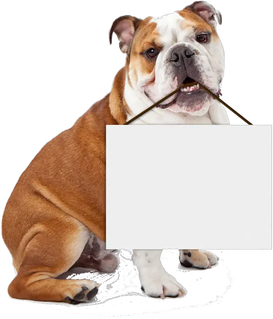 Bulldog Holding Blank Sign Template Imgflip Bulldog Png Blank Sign Png