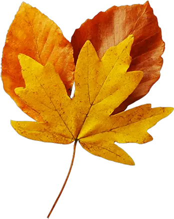 Fall Leaves Clip Art Beautiful Autumn Clipart U0026 Graphics Realistic Autumn Leaves Transparent Background Png Autumn Leaves Png