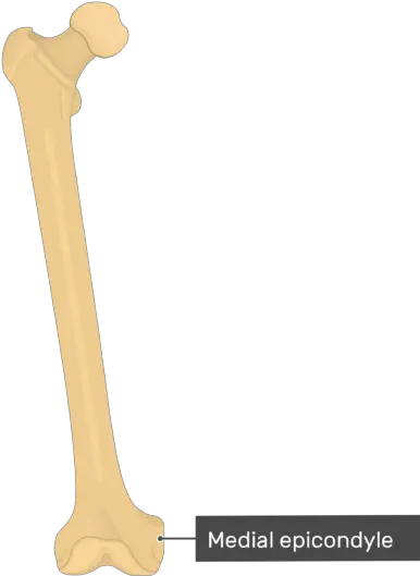 Leg Bone Transparent U0026 Png Clipart Free Download Ywd Medial Condyle Of Femur Bone Png