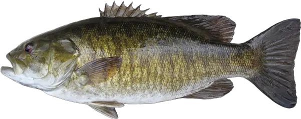 15 Bass Fish Png For Free Download Webdesign Smallmouth Bass Fish Png Bass Png