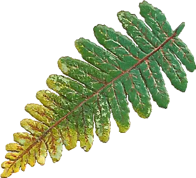 Download Victorian Scrap Of A Fern Leaf Vertical Png Fern Leaf Png