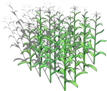 Cornfield Vector Corn Stock Transparent Grass Png Corn Field Png