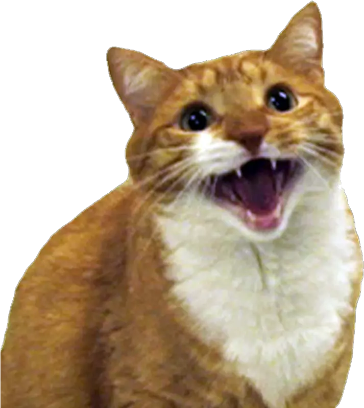 Angry Cat Free Png Image Cats Are Ass Holes Angry Cat Png