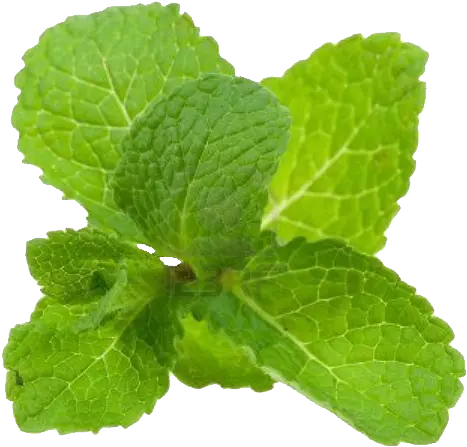 10 Fresh Mint Stems U0026 Leaves U2013 Chophouse Png Transparent