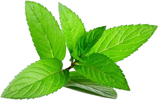 Herb Menthol Leaf Plant Peppermint Hq Nadine Conrad Stock Adobe Png Mint Transparent