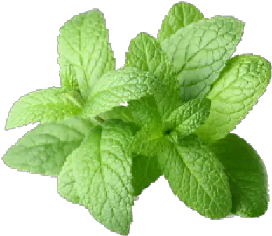 Peppermint Transparent Images Peppermint Oil Transparent Free Png Mint Transparent