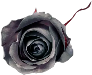 Black Rose Noir Fleur Gothic Gothique Lovely Png Black Roses Png