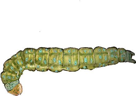 Diamondback Moth Larvae L9441 Alsophila Pometaria Png Moth Png