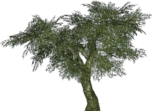 3d Trees Olive 02 Acca Software Ulivo Png Olive Tree Png