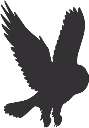 Download Hd Owl Silhouette Png Black Flying Owl Silhouette Owl Silhouette Png