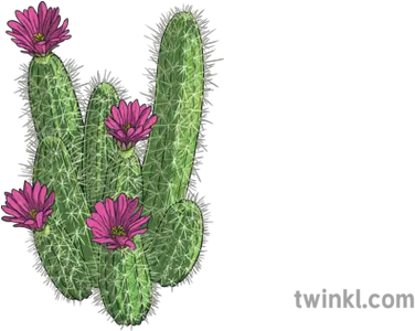 Hedgehog Cacti Plants Succulents Ks2 Illustration Twinkl Weberocereus Png Succulents Png