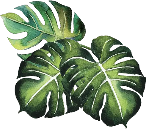 Tropical Plants Alpha Png Leaf In Yourself Tropical Plants Png