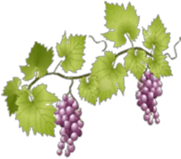 Grapes Transparent Png Images Stickpng Grape Vines Transparent Background Grapes Png