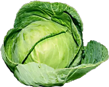 Download Organic Green Cabbage Png 295 Single Brussel Sprout Transparent Background Cabbage Png